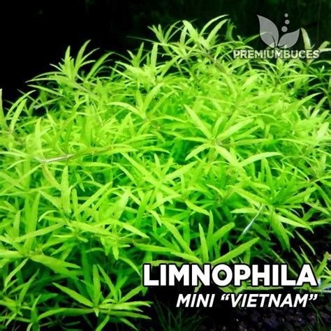 Limnophila Mini Vietnam 🛒 Premiumbuces