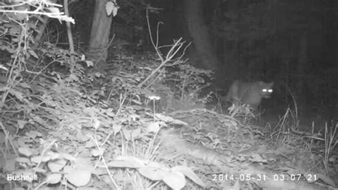 Mountain Lion On Trail Cam In Our Yard In Montana Lion Montana