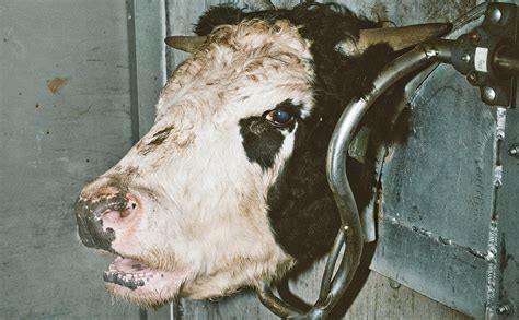 This Is What Humane Slaughter Looks Like Is It Good Enough Modern