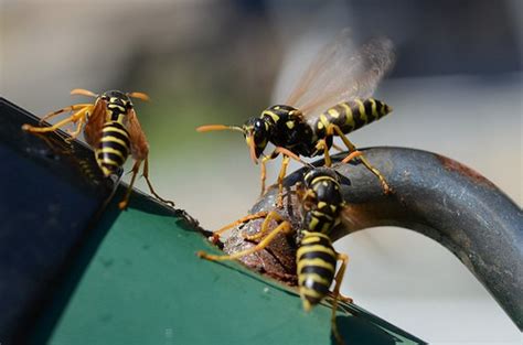 We will try to find the bee freeze product you talked about because i think if we can get rid of these three large bumblebees, maybe we won't have any more trouble. Natural Wasp Spray to Get Rid of Wasp Nests