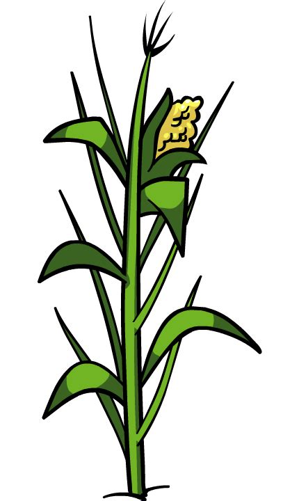 Download Corn Plant PNG File PNG, SVG Clip art for Web - Download Clip Art, PNG Icon Arts