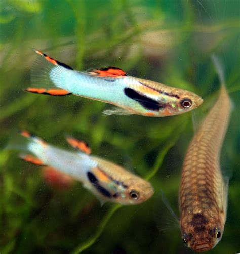 This is anglerfisch's music collection on bandcamp. Japanese Blue Endler hybrid | Aquarium fish, Best aquarium ...
