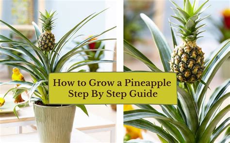 42 How To Grow A Pineapple From A Pineapple Png