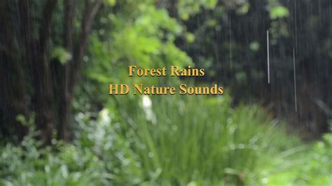 🎧 Calming Nature Sounds Of Forest Rains 🌧️ Deep Sleep Focus Study