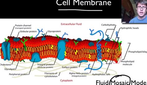 Check spelling or type a new query. 4 Interesting Facts About the Cell Membrane - HRF