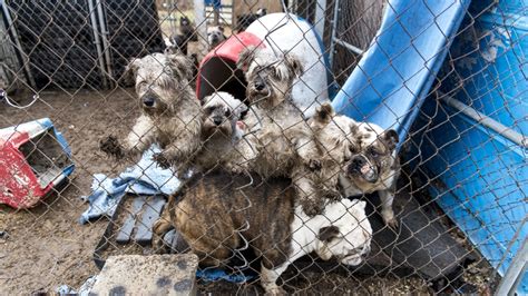 295 puppy mill dogs freed from horrific conditions thanks to rescuers (photos). ASPCA: More than 50 dogs removed from puppy mill | WPBN