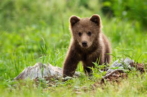An Adorable Little Brown Bear Cub Animal Stock Photos Creative Market