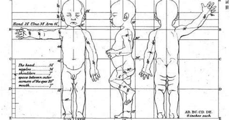 Body Proportions For A Child Sculpting And Drawing Reference Dolls