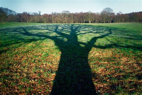 Shadow Shadow Of Tree Reflected On Ground Ca 2002 Zest Pk Flickr