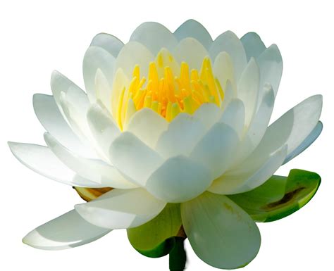 Water Lily Png Image