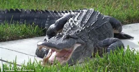 Ten Foot Alligator Found At Florida Home Daily Mail Online