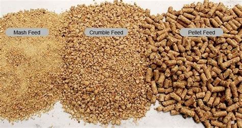 Chicken Feed Variety Pack Large Range Of Chicken Feeds Avail