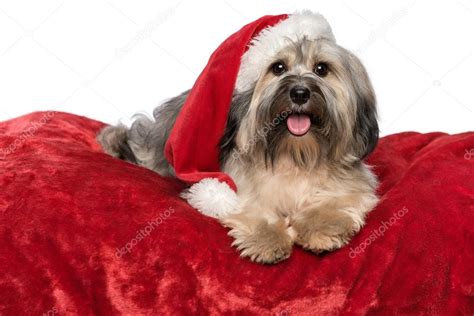 Cute Christmas Havanese Dog With A Santa Hat Is Lying On A Red B