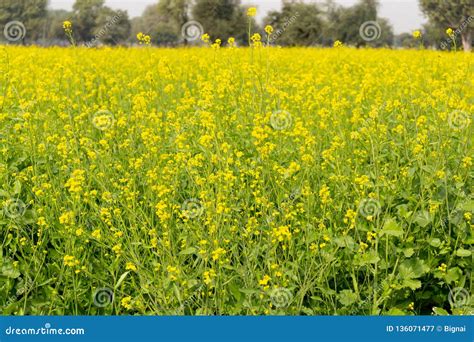 Background Of Mustard Plants With Beautiful Yellow Flowers Field In
