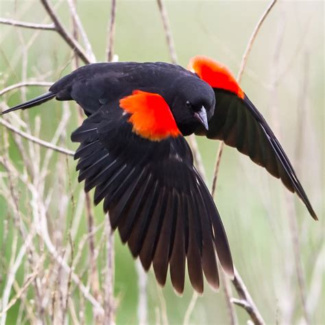 Red Winged Blackbird California Ricelands Waterbird Foundation