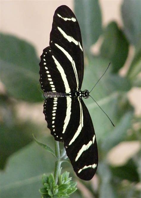 Zebra Longwing Greeting Card For Sale By Terri Bruce