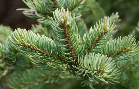 Abies Balsamea Balsam Fir The Seed Vine