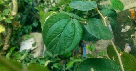 Karakteristik dari pohonnya adalah banyaknya cabang serta kayunya memiliki duri. ingin tau ??: rahasia di daun bidara sebagai obat gangguan jin