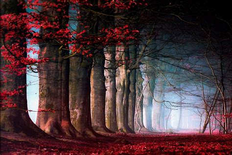 Landscape Nature Red Fall Path Mist Daylight Leaves Blue Trees