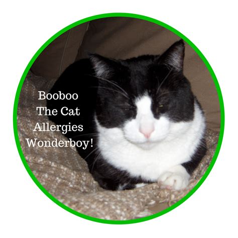 A cat allergy can cause symptoms such as red eyes and sneezing. The Cat vs Allergies: Acupuncture wins! | AcuPro Academy ...