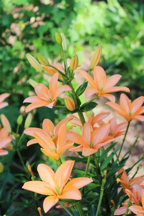 Leave a reply cancel reply. Tangerine Lily ~ Photo by ChatterBlossom | Tangerine ...