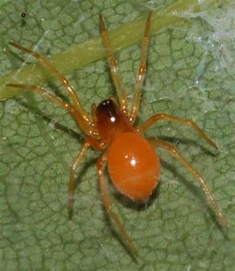 Small Orange Spider Bugguidenet