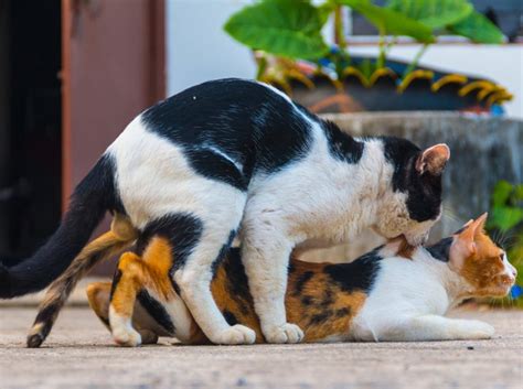 Kater können katzen, dank deren pheromonen, über viele kilometer wittern. 33 HQ Photos Katzen Rollig Ab Wann : Wenn Die Katze Rollig ...
