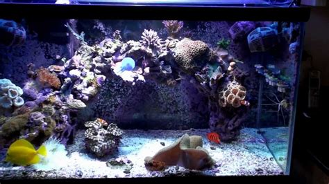 Maybe you would like to learn more about one of these? Reef - DIY Frag Rack | Doovi