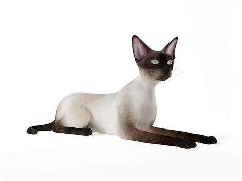 Instant download in max, c4d, obj, 3ds and many more formats. Siamese Cat 3D Model OBJ