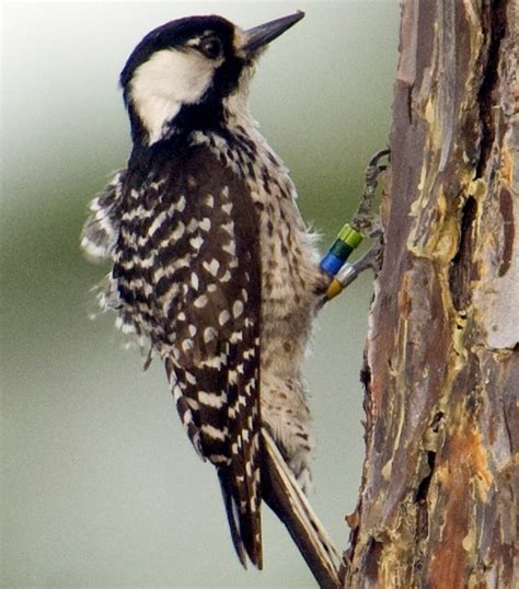 Everything You Need To Know About Woodpeckers In North Carolina