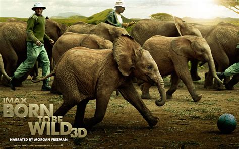 The coen brothers are born to be wild, direct super bowl ad starring peter fonda 30 january 2017 | the playlist. Born to Be Wild - Movies Wallpaper (25400527) - Fanpop