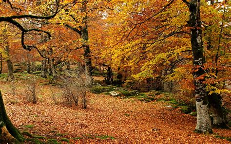 Landscapes Trees Forest Woods Autumn Fall Leaves Wallpapers Hd