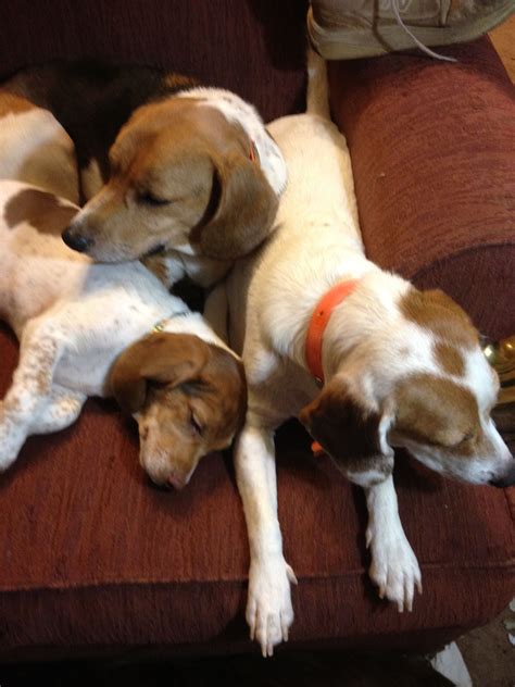 Find your new family member today, and discover the puppyspot difference. Pups and uncle Bucket | Pup, Beagle, Dogs