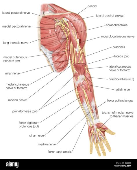 Nerves Of Upper Limb Hi Res Stock Photography And Images Alamy