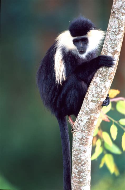 Colobus Monkey Tracking - Treks 2 Rwanda | Guided Vacations and Tours to Rwanda