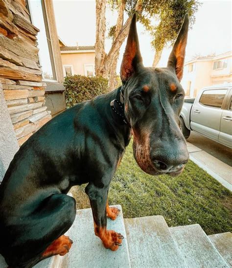 15 Cool Doberman Pinschers That Will Make You Happy And Make You Smile