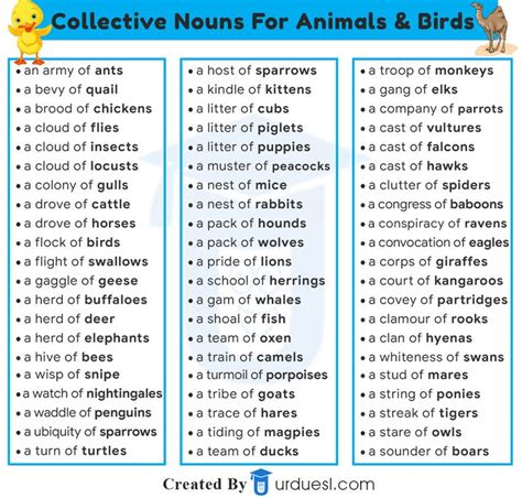 List Of Collective Nouns For Animals And Birds Collective Nouns