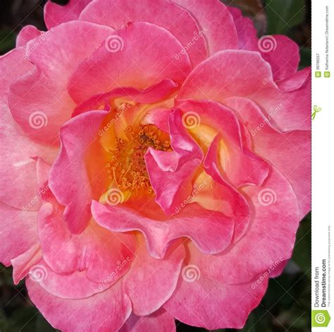 Pink With Yellow Fragrant Hybrid Tea Rose Stock Image