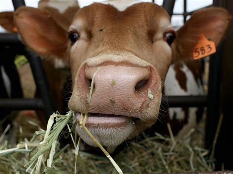 Cows Are Getting A Bad Rap And Its Time To Set The Record Straight