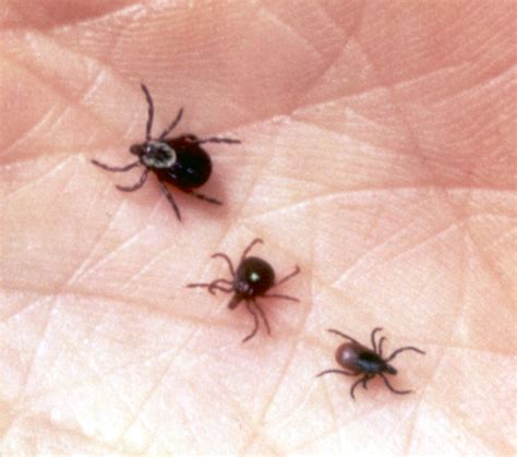 Locating the company that provides the best pest control services can be difficult, as most of the big companies are not in every state, and also do not provide all types of pest control solutions. Other Services - Stormin' Norman Termite and Pest Control