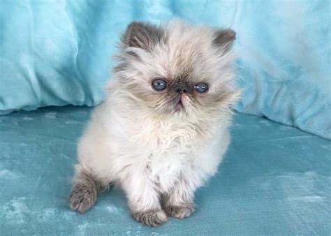 These babino sphynx kittens or also known. HIMALAYAN PERSIAN KITTENS FOR SALE IN LOS ANGELES ...