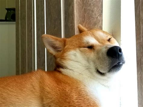 15 Pictures That Proving Shiba Inu Are The Happiest Dogs In The World