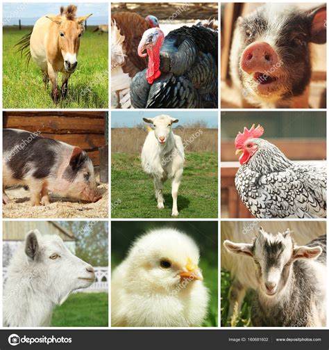 Diferentes animales lindos: fotografía de stock © belchonock #160681602