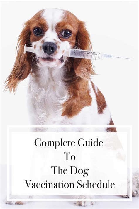 Dog Vaccination Schedule All Your Vaccination Questions Answered