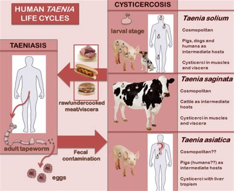 Life Cycles Of The 3 Human Taenia Tapeworms Download Scientific Diagram