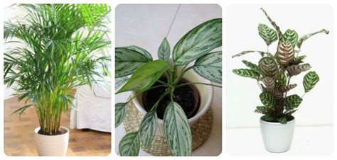 Though it prefers medium humid conditions and bright light. 12 Best Plants That Can Grow Indoors Without Sunlight