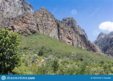 Mountain Range In Western Cape South Africa With Protea Bush In