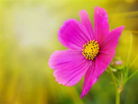 Summer Sunlight Scene Beautiful Flower On Green Grass Stock Photo