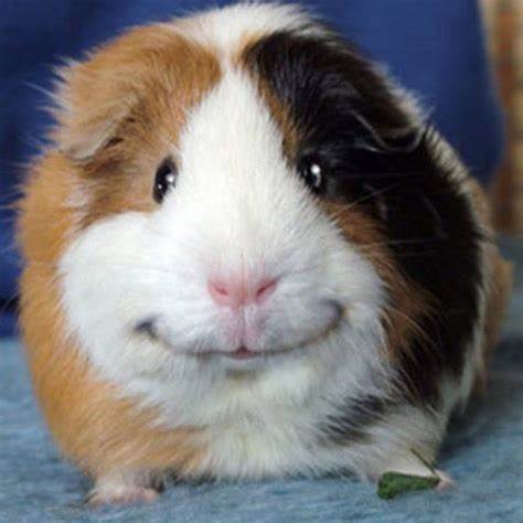 Морские свинки диета Картинки Про Морские Свинки — Красивое Фото Картинки Про Морские Свинки — Красивое Фото Морские свинки диета