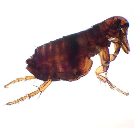 Parasiten lassen sich anhand der notwendigkeit eines wirtes unterscheiden. Parasite Treatment - Why buy from the vets? - Betavet ...